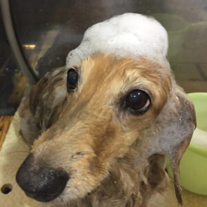 シャンプーダックス