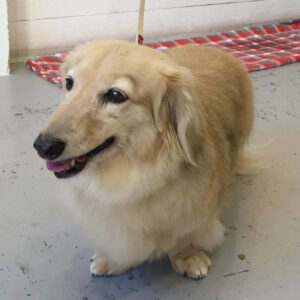 仕上がりダックス