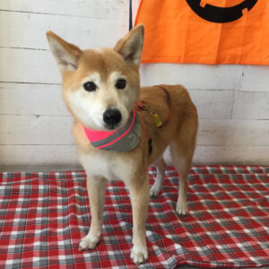 仕上がりミックス