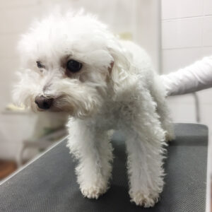 よろしくトイプー