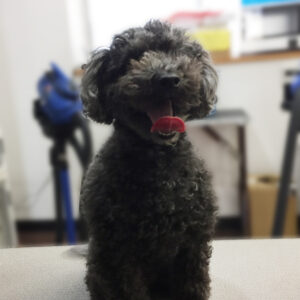 よろしくトイプー