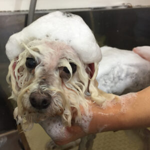 シャンプートイプー