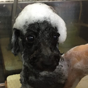 シャンプートイプー