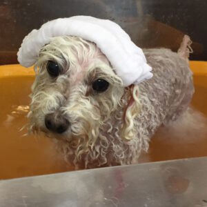 お風呂トイプー