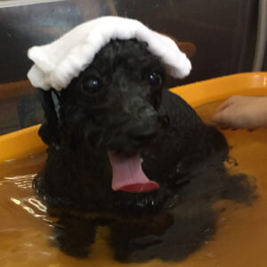 お風呂トイプー