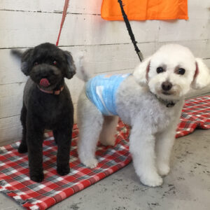 仕上がりトイプー