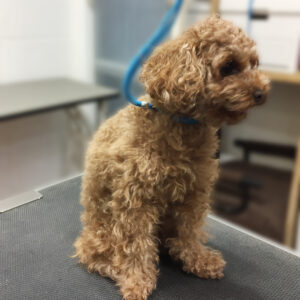 よろしくトイプー