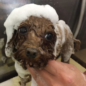 シャンプートイプー