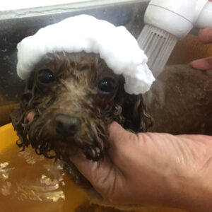 お風呂トイプー