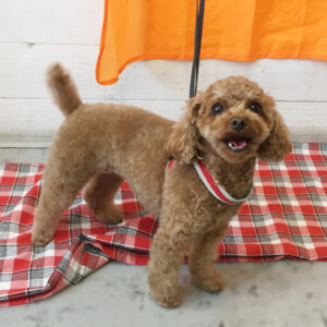 仕上がりトイプー