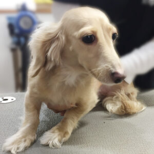 よろしくダックス