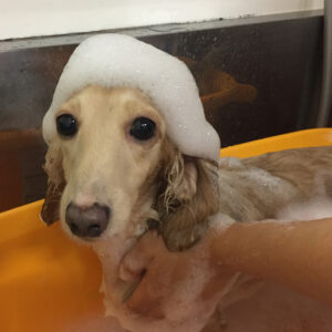 シャンプーダックス