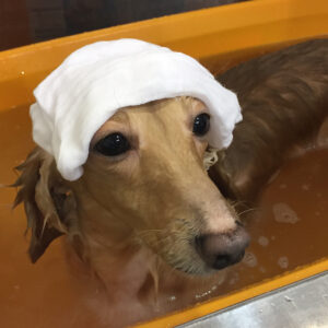 お風呂ダックス