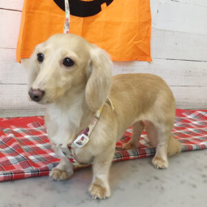 仕上がりダックス