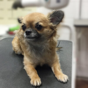 よろしくチワワ