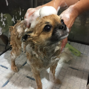 シャンプーチワワ