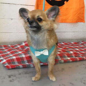 仕上がりチワワ