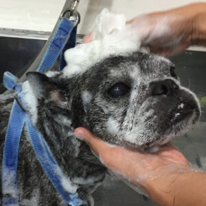 シャンプーブルドッグ