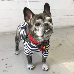 仕上がりブルドッグ