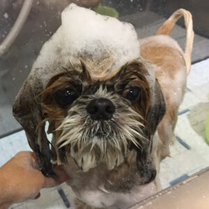 シャンプーシーズー