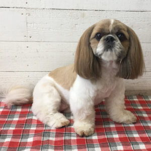 仕上がりシーズー