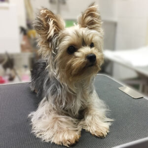 よろしくヨーキー