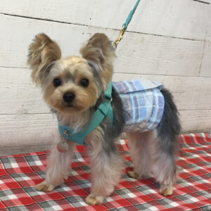 仕上がりヨーキー