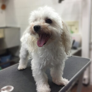 よろしくマルチーズ