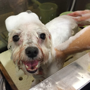 エルモちゃんシャンプー中