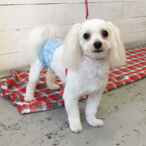 エルモちゃん施術後