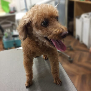 よろしくトイプー