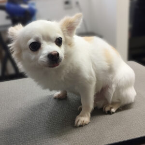 よろしくチワワ