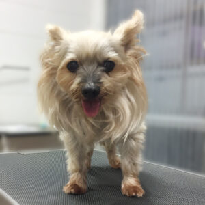 よろしくヨーキー