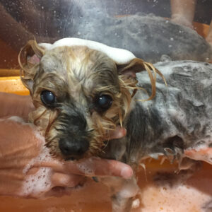 シャンプーヨーキー