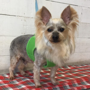 仕上がりヨーキー