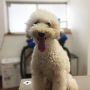 よろしくトイプー