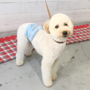 仕上がりトイプー