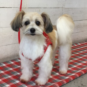 仕上がりミックス