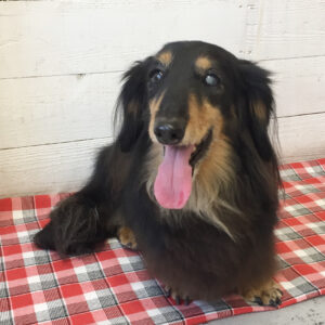 仕上がりダックス