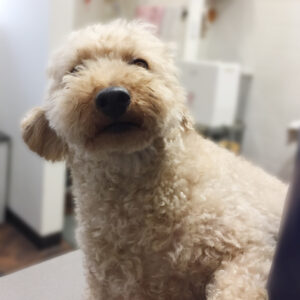 よろしくトイプー