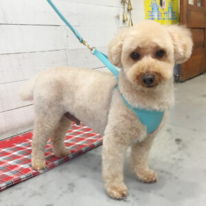 仕上がりトイプー