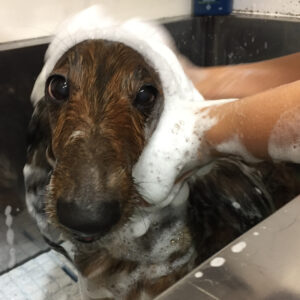 シャンプーダックス