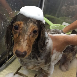 シャンプーダックス