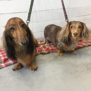 仕上がりダックス