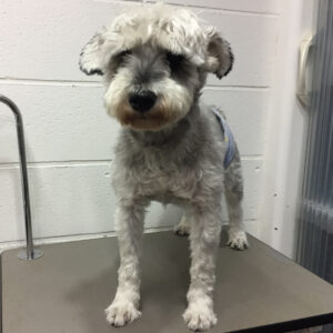 よろしくMシュナ