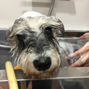 シャンプーMシュナ