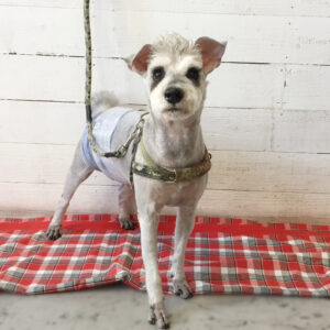 仕上がりMシュナ