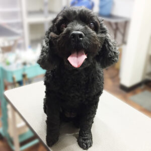 よろしくミックス