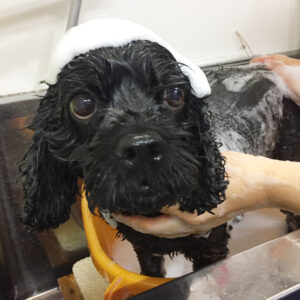 シャンプーミックス