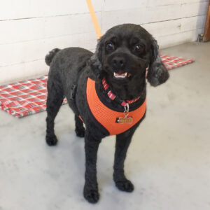 仕上がりミックス